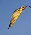 AUTUMN LEAF
